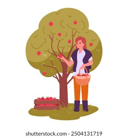 Female farmer picks apples. Woman growing fruits, agricultural occupation, woman collects apples in basket flat vector illustration. Apple harvesting scene