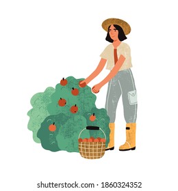 Female farmer in uniform picking fruits from bushes in the garden. Harvest gathering time. Woman working in the orchard. Flat textured vector illustration isolated on white background