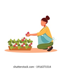 Female farmer in uniform picking strawberry berry from bushes in the garden. Harvest gathering time. Woman working in the orchard. Flat vector illustration isolated on white background.