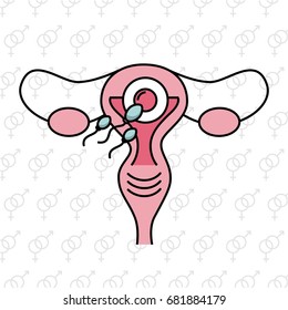 Female fertilization process