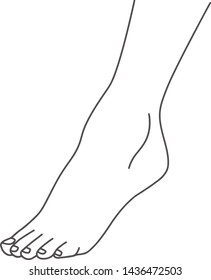 Female foot, leg standing on toes, line drawing of feet, isolated on white background vector illustration, eps 10