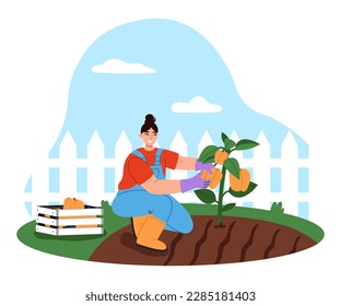 Female gardener working in the vegetable garden. Young woman harvesting. Garden maintenance concept. Flat vector illustration.