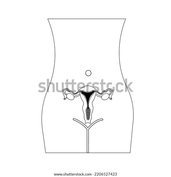 Female Genital Organs Outline Female Body Stock Vector Royalty Free 2206527423 Shutterstock