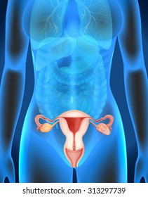 Female genitals diagram in human illustration