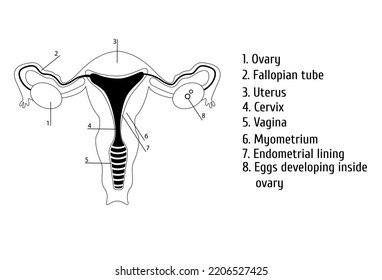 Female Genitals Outline Infographics Vector Illustration Stock Vector ...