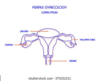 Female genitals. Thin line vector illustration. 