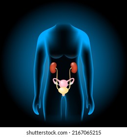 Female Genitourinary System Consists Of The Kidneys, Ureters, Bladder, Urethra And Sex Organs. Reproductive And Urinary System Into X-ray Blue Realistic Torso. Human Silhouette On Dark Background