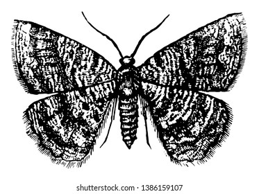 Female Geometer Moth which is a species from the Geometridae family of geometer moths, vintage line drawing or engraving illustration.
