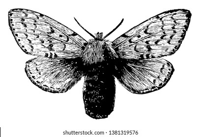 241 Gipsy Moth Images, Stock Photos & Vectors | Shutterstock