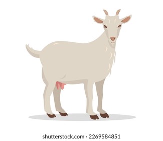 Female Goat isolated on white background. Domestic goat Farm animal. Vector flat or cartoon illustration.