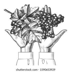 Female hand with bunch of grapes with leaves. Vintage black and white engraving stylized drawing. Vector illustration