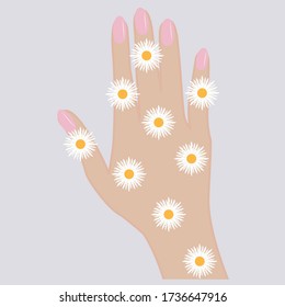 Female hand and camomiles - cosmetic procedure - vector. Healing herbs.