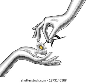 Female hand give a chamomile flower into other hand. Retro style valentine greeting card design. Vintage color engraving stylized drawing. Vector 
illustration