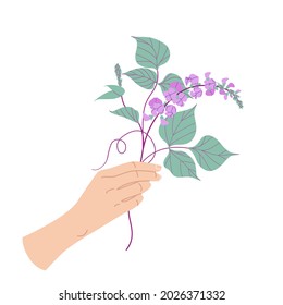 Female hand holding blooming dolichos bunch. Simple woman hand with purple decorative twisted legume plant isolated on white background.  Botanical floral element vector flat illustration. 