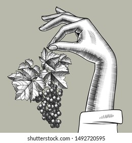 Female hand holding in the fingers a bunch of grapes with leaves. Vintage black and white engraving stylized drawing. Vector illustration