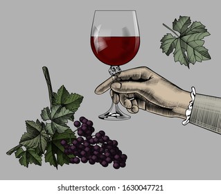 Female hand holding a glass with red wine, bunch of grapes  isolated on white. Vintage engraving color stylized drawing. Vector illustration.