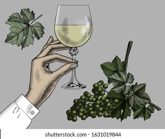 Female hand holding a glass with white wine, bunch of grapes. Vintage engraving color stylized drawing. Vector illustration.