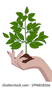 A female hand holds a seedling of a small tree. The theme of respect for nature. Vintage stylized drawing. Vector illustration 