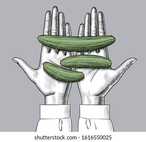 Female hand palms holding three green cucumbers. Vintage engraving stylized drawing. Vector illustration