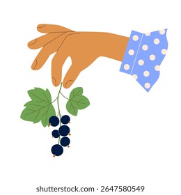 Mão feminina com bolacha manguito de camisa de ponto segurando o ramo de groselha com bagas maduras pretas, folhas verdes. Ilustração de vetor bonito para design de etiqueta para jarra com geleia de frutas, receita de torta, colheita na fazenda.