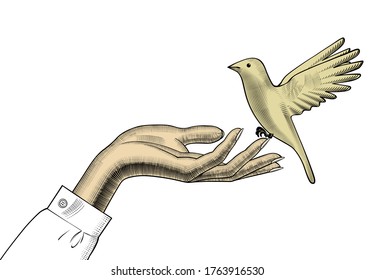 Female hands release a white bird. Vintage engraving stylized drawing. Vector illustration