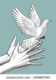 Female hands release a white dove. Vintage engraving stylized drawing. Vector illustration