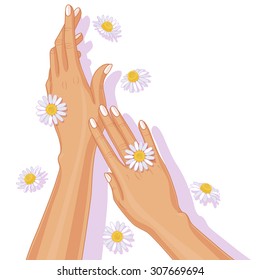 Female hands and scattered chamomile flowers on white background.