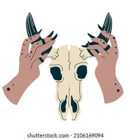 Female hands took bull skull