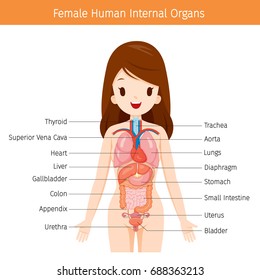 Female Human Anatomy, Internal Organs Diagram, Physiology, Structure, Medical Profession, Morphology, Healthy