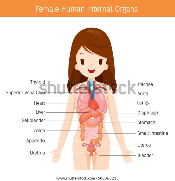 女性の解剖学 内臓図 生理学 構造 医学 形態学 健康 のベクター画像素材 ロイヤリティフリー
