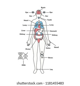 Female human anatomy vector diagram. Female body internal organs chart with labels on white background.