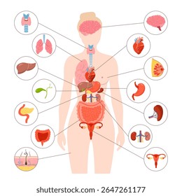 Ilustração do órgão interno do corpo humano feminino. Anatomia da mulher sistema digestivo, reprodutivo. Anatomia estrutura infantil simples. Cartaz de fisiologia educacional do esquema médico do desenho animado vetor infográfico