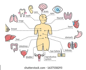 Female human body and internal organs icons. Brain, heart and lungs, thyroid, stomach and intestines, liver and kidneys, male reproductive system. Medical anatomy vector infographics poster