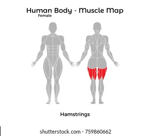 Human Body Muscle Map Images, Stock Photos & Vectors | Shutterstock