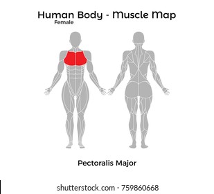 Female Human Body - Muscle map, Pectoralis Major. Vector Illustration - EPS10.