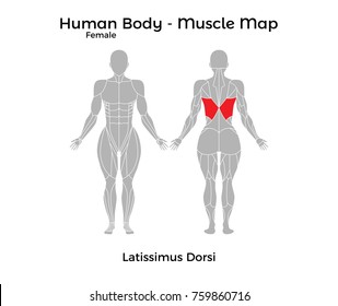 Female Human Body - Muscle map, Latissimus Dorsi. Vector Illustration - EPS10.