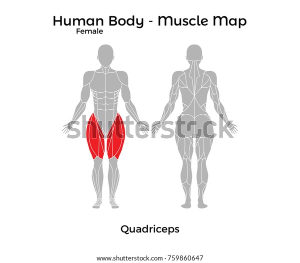 Female Human Body - Muscle map, Quadriceps. Vector Illustration - EPS10.