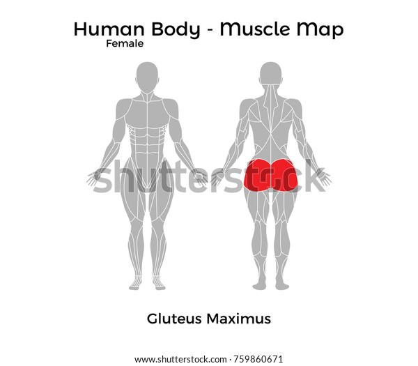 女性の人体 筋肉マップ グルテウス マクシムス ベクターイラスト Eps10 のベクター画像素材 ロイヤリティフリー