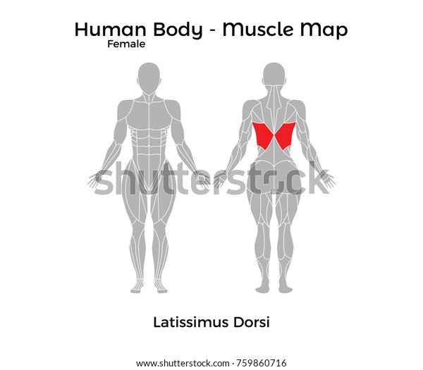 女性の人体 筋肉の地図 Latissimus Dorsi ベクターイラスト Eps10 のベクター画像素材 ロイヤリティフリー