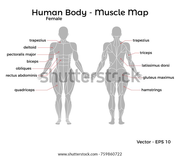 主要な筋肉名が付いた 前後の女性の人体の筋肉マップ ベクター画像eps10イラスト のベクター画像素材 ロイヤリティフリー