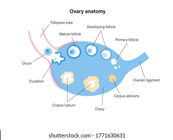 Female human ovary anatomy. Ovum development diagram. Pergnancy and ovulation stages on medical poster and baner for clinic or education. Female reproductive system concept. Flat vector illustration.