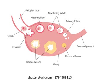 Female human ovary anatomy. Ovum development diagram. Pregnancy and ovulation stages on medical poster and banner for clinic or education. Female reproductive system concept. Flat vector illustration