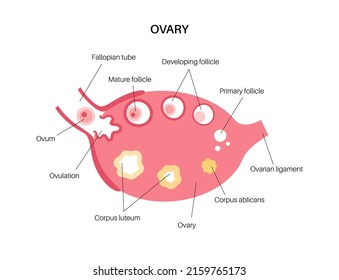 Female human ovary anatomy. Ovum development diagram. Pregnancy and ovulation stages on medical poster and banner for clinic or education. Female reproductive system concept. Flat vector illustration