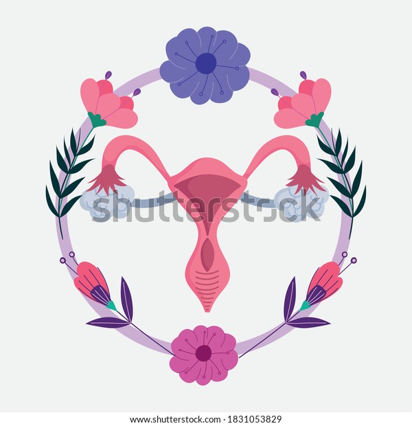 Female Human Reproductive System Womb Women Stock Vector Royalty Free