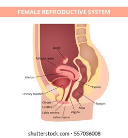 Female internal genital organs sectional, structure of the female reproductive system