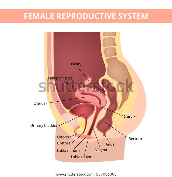 Female internal genital organs\
sectional, structure of the female reproductive\
system
