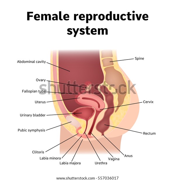 Female internal genital organs\
sectional, structure of the female reproductive\
system