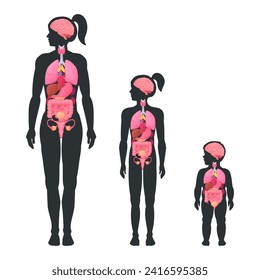 Female internal organs scheme. Woman, girl and toddler internal organs anatomy, brain, heart and reproductive system location in body flat vector illustration set. Female body infographic