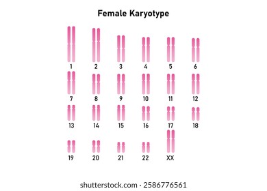 Female Karyotype Science Design. Vector Illustration.