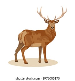 Female and male deer. Deer brown or red deer. Wild animals of Europe, America and Scandinavia. Vector illustration of a young sika deer 